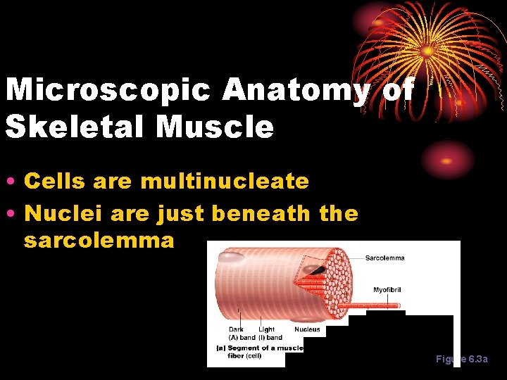 Microscopic Anatomy of Skeletal Muscle • Cells are multinucleate • Nuclei are just beneath