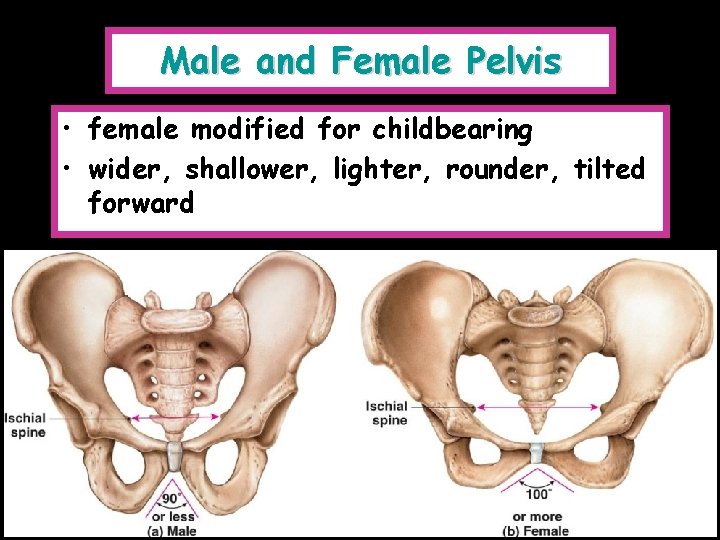 Male and Female Pelvis • female modified for childbearing • wider, shallower, lighter, rounder,