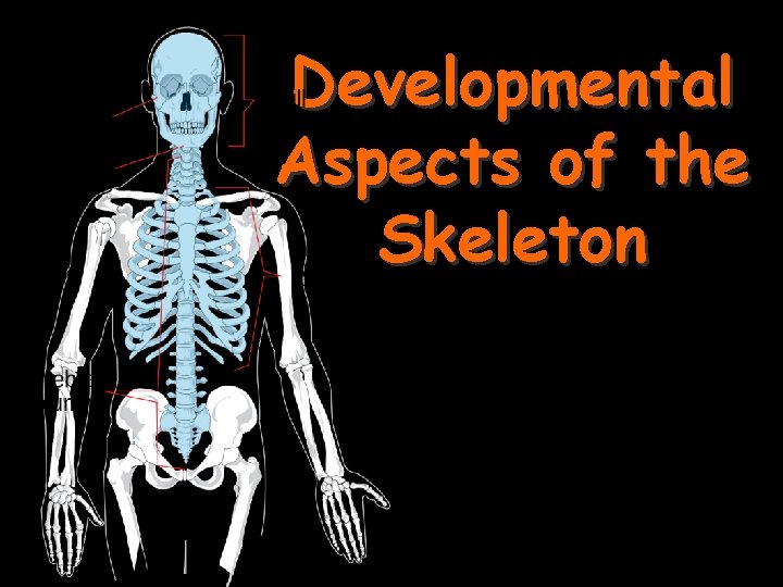 Developmental Aspects of the Skeleton 