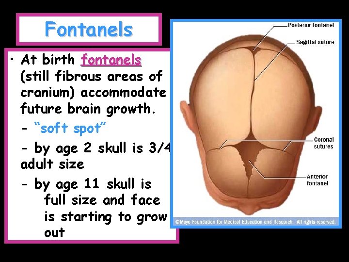 Fontanels • At birth fontanels (still fibrous areas of cranium) accommodate future brain growth.