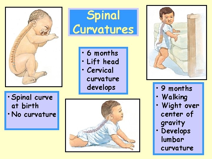 Spinal Curvatures • 6 months • Lift head • Cervical curvature develops • Spinal