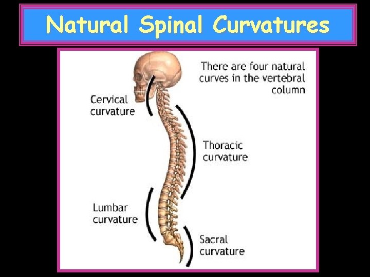 Natural Spinal Curvatures 