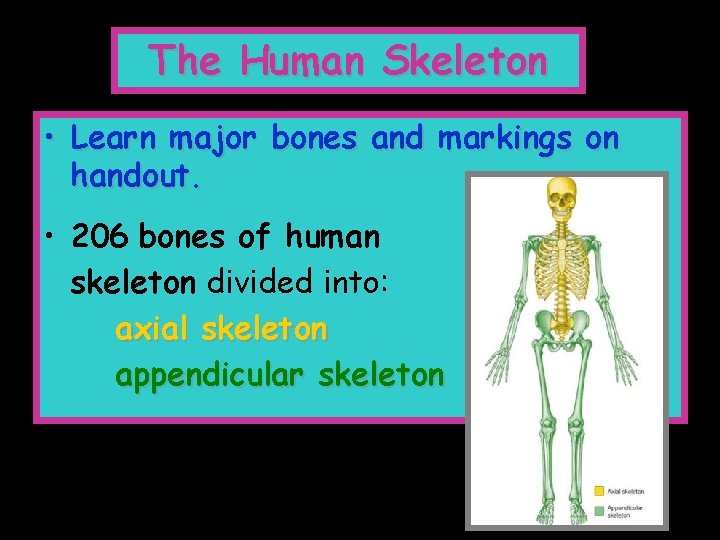 The Human Skeleton • Learn major bones and markings on handout. • 206 bones