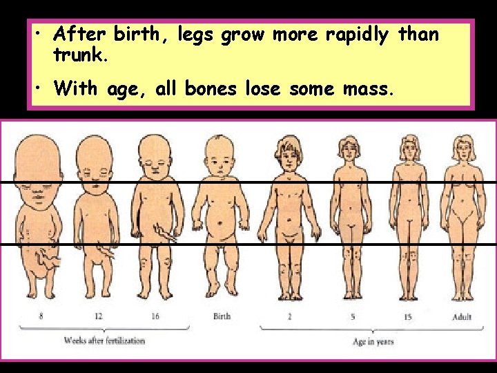  • After birth, legs grow more rapidly than trunk. • With age, all