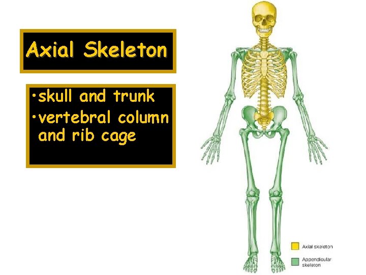 Axial Skeleton • skull and trunk • vertebral column and rib cage 