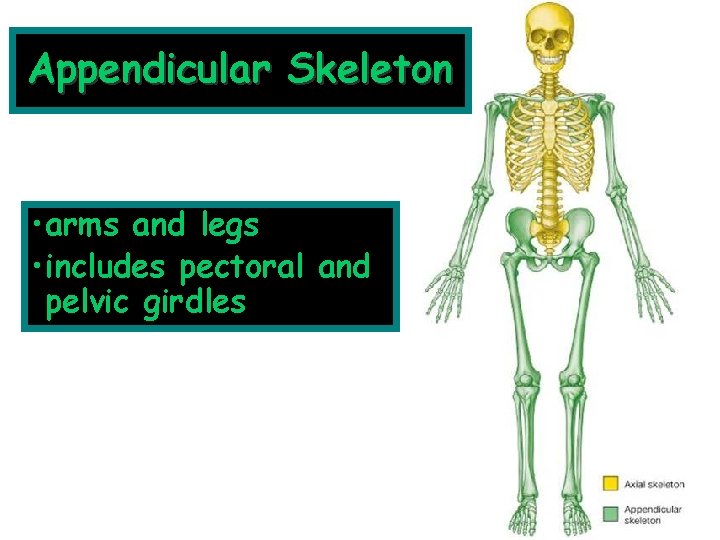 Appendicular Skeleton • arms and legs • includes pectoral and pelvic girdles 