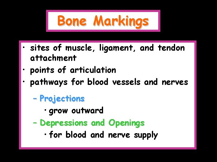 Bone Markings • sites of muscle, ligament, and tendon attachment • points of articulation