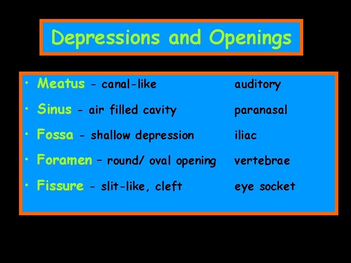 Depressions and Openings • Meatus - canal-like auditory • Sinus - air filled cavity