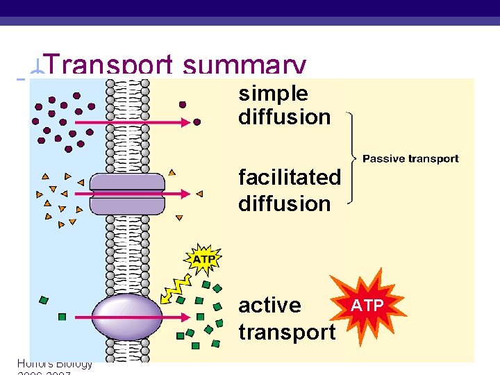 Transport summary simple diffusion facilitated diffusion active transport Honors Biology ATP 