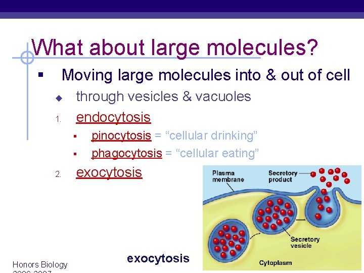 What about large molecules? § Moving large molecules into & out of cell u