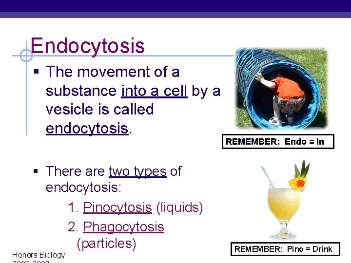 Endocytosis § The movement of a substance into a cell by a vesicle is