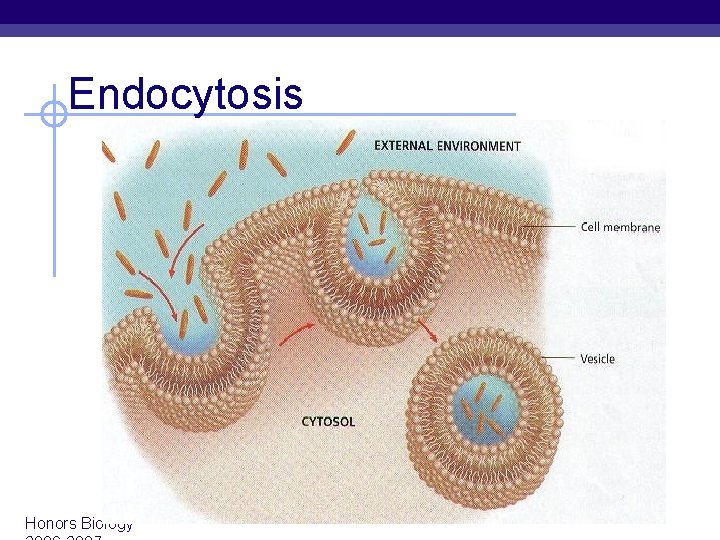 Endocytosis Honors Biology 