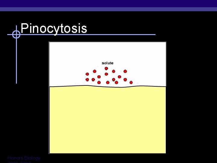 Pinocytosis Honors Biology 