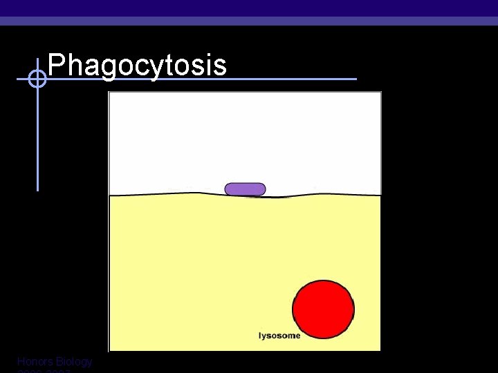 Phagocytosis Honors Biology 