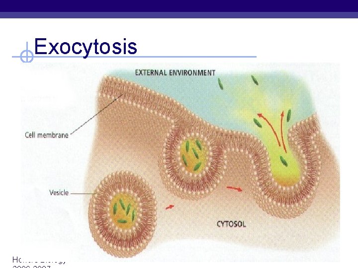 Exocytosis Honors Biology 