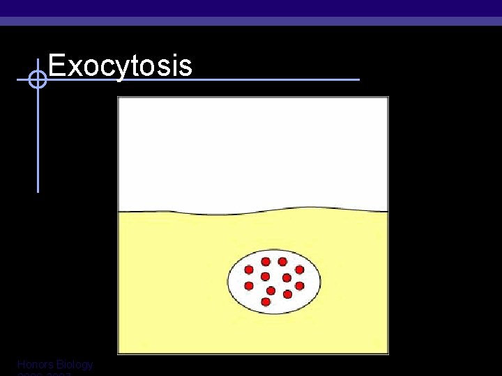 Exocytosis Honors Biology 