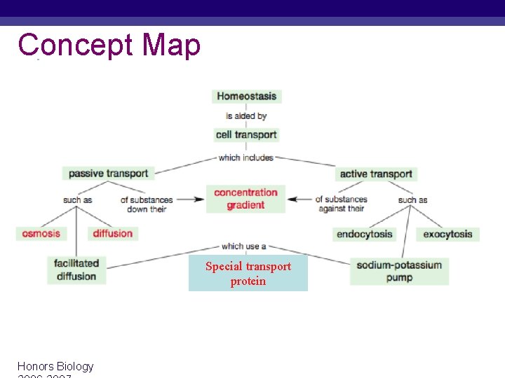 Concept Map Special transport protein Honors Biology 