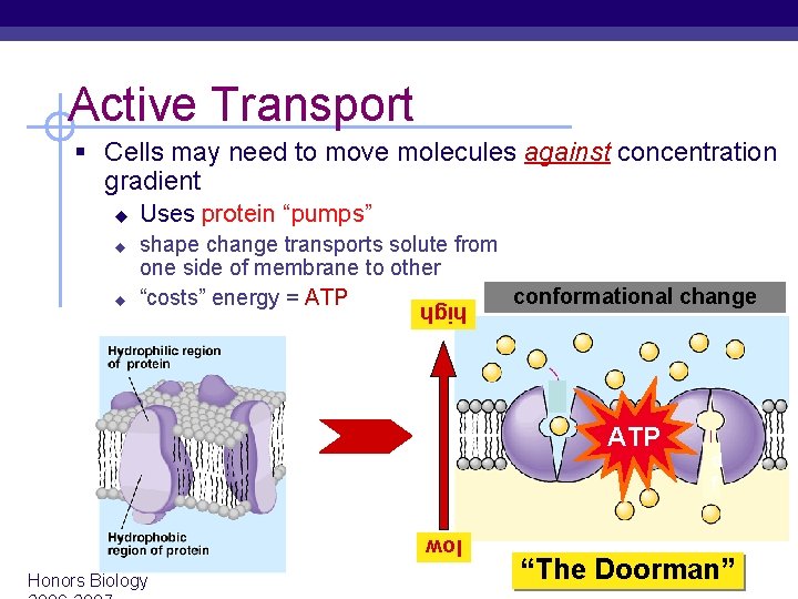 Active Transport § Cells may need to move molecules against concentration gradient u u