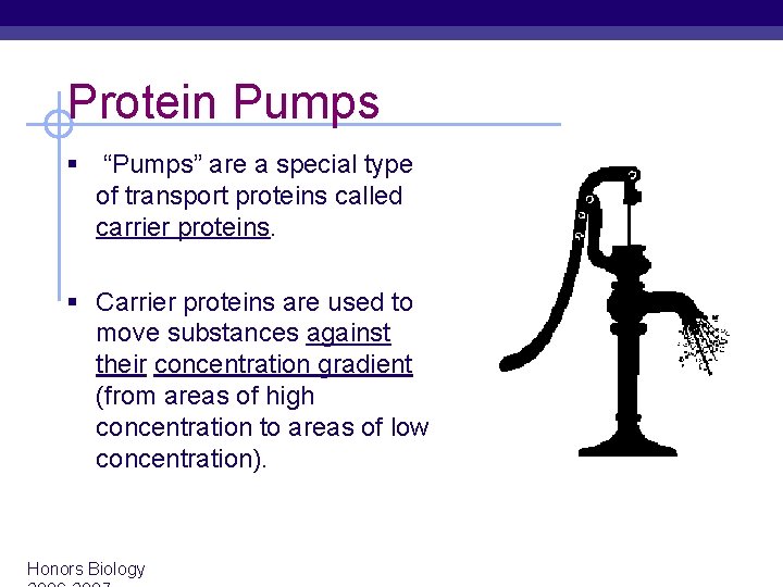 Protein Pumps § “Pumps” are a special type of transport proteins called carrier proteins.