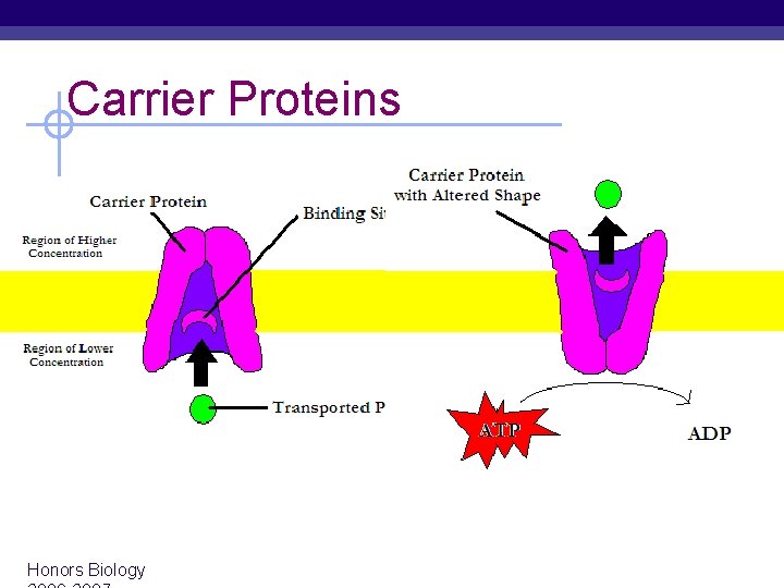 Carrier Proteins Honors Biology 