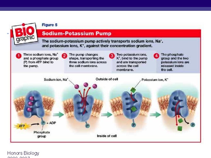 Sodium-Potassium Pump Honors Biology 