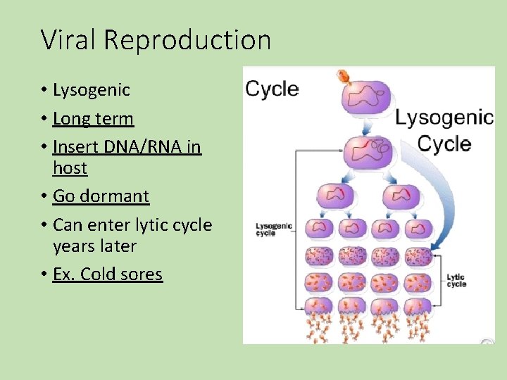 Viral Reproduction • Lysogenic • Long term • Insert DNA/RNA in host • Go Viral Reproduction • Lysogenic • Long term • Insert DNA/RNA in host • Go