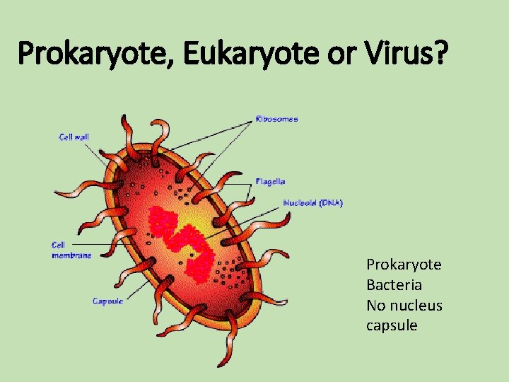 Prokaryote, Eukaryote or Virus? Prokaryote Bacteria No nucleus capsule Prokaryote, Eukaryote or Virus? Prokaryote Bacteria No nucleus capsule