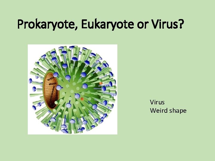 Prokaryote, Eukaryote or Virus? Virus Weird shape Prokaryote, Eukaryote or Virus? Virus Weird shape