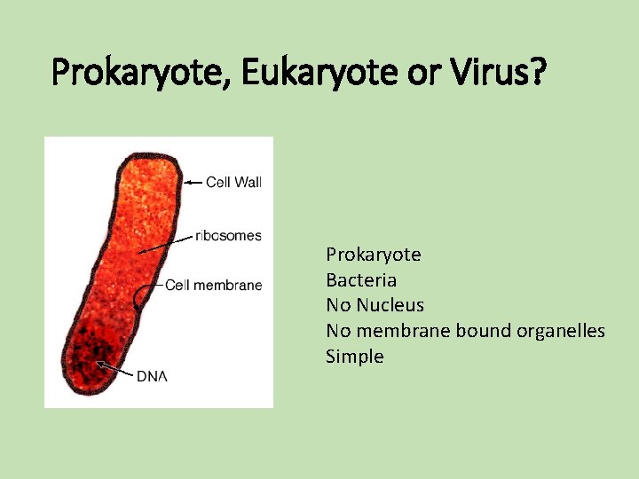Prokaryote, Eukaryote or Virus? Prokaryote Bacteria No Nucleus No membrane bound organelles Simple Prokaryote, Eukaryote or Virus? Prokaryote Bacteria No Nucleus No membrane bound organelles Simple