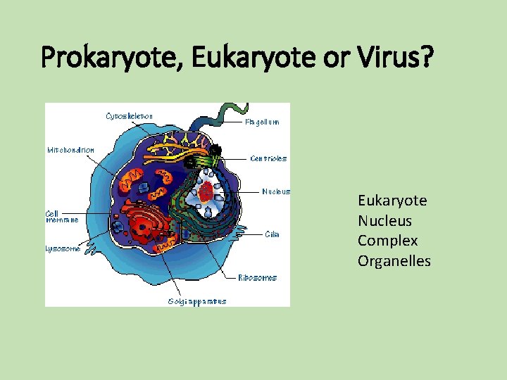 Prokaryote, Eukaryote or Virus? Eukaryote Nucleus Complex Organelles Prokaryote, Eukaryote or Virus? Eukaryote Nucleus Complex Organelles