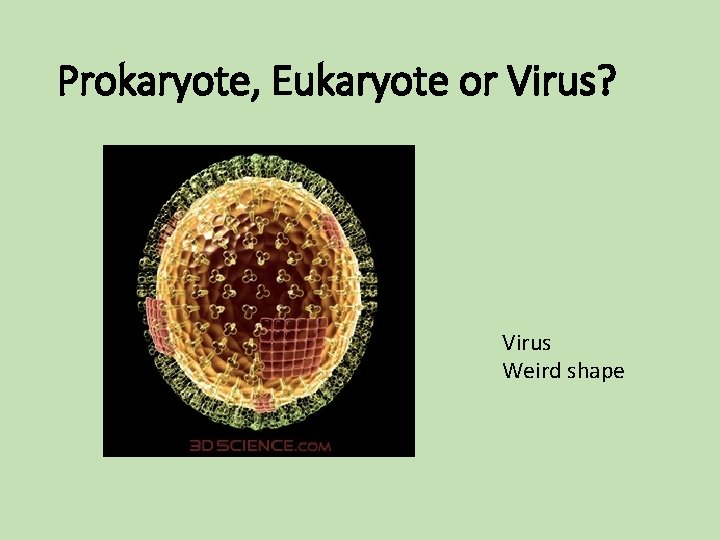 Prokaryote, Eukaryote or Virus? Virus Weird shape Prokaryote, Eukaryote or Virus? Virus Weird shape