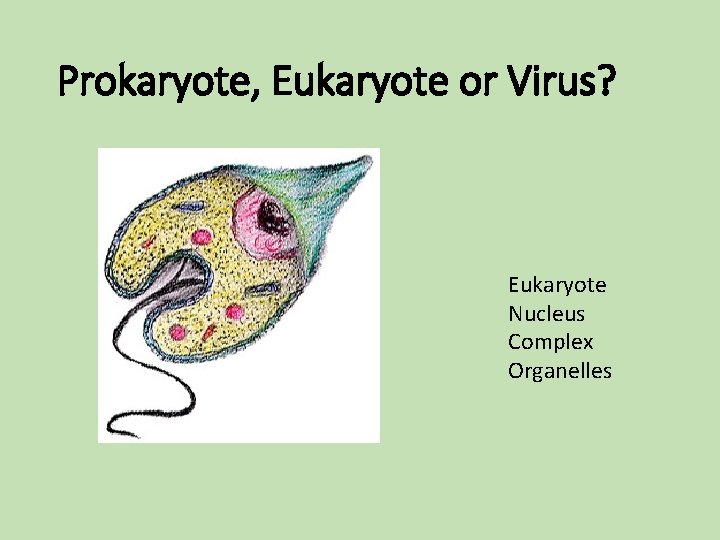 Prokaryote, Eukaryote or Virus? Eukaryote Nucleus Complex Organelles Prokaryote, Eukaryote or Virus? Eukaryote Nucleus Complex Organelles