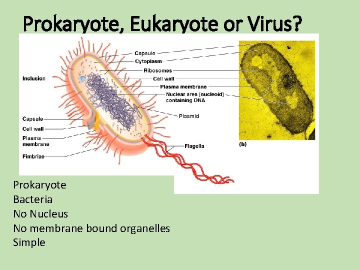 Prokaryote, Eukaryote or Virus? Prokaryote Bacteria No Nucleus No membrane bound organelles Simple Prokaryote, Eukaryote or Virus? Prokaryote Bacteria No Nucleus No membrane bound organelles Simple