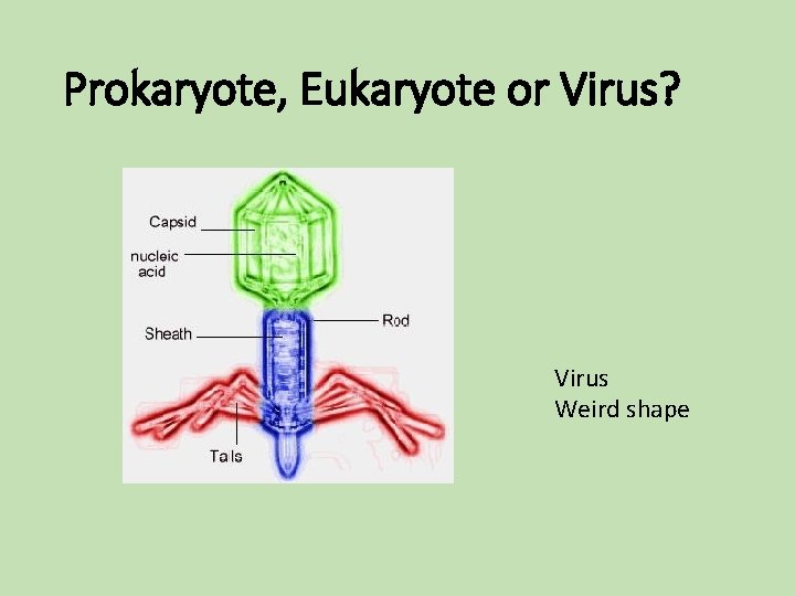 Prokaryote, Eukaryote or Virus? Virus Weird shape Prokaryote, Eukaryote or Virus? Virus Weird shape