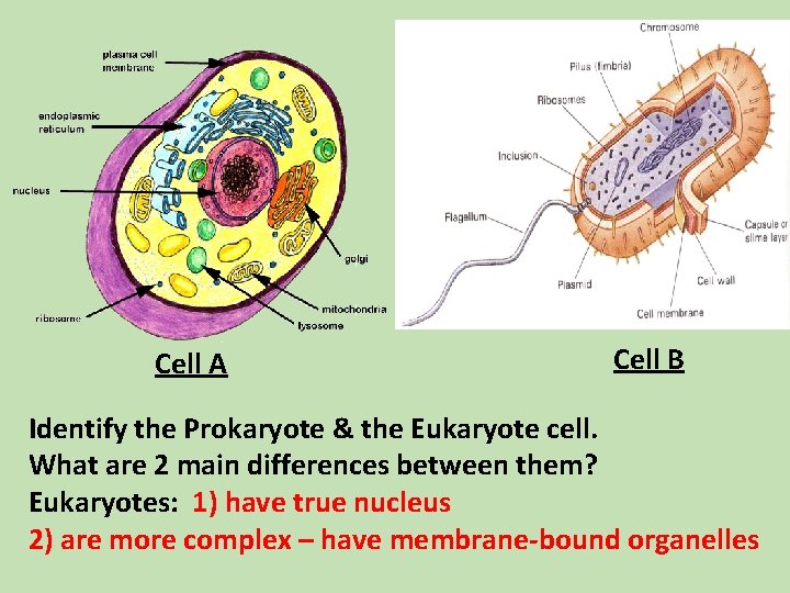 Cell A Cell B Identify the Prokaryote & the Eukaryote cell. What are 2 Cell A Cell B Identify the Prokaryote & the Eukaryote cell. What are 2