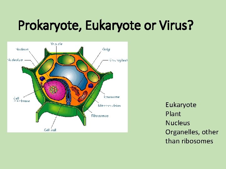 Prokaryote, Eukaryote or Virus? Eukaryote Plant Nucleus Organelles, other than ribosomes Prokaryote, Eukaryote or Virus? Eukaryote Plant Nucleus Organelles, other than ribosomes