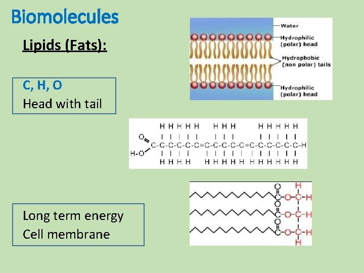 Biomolecules Lipids (Fats): C, H, O Head with tail Long term energy Cell membrane Biomolecules Lipids (Fats): C, H, O Head with tail Long term energy Cell membrane