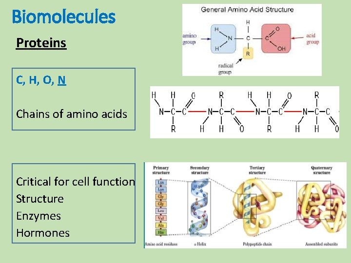 Biomolecules Proteins C, H, O, N Chains of amino acids Critical for cell function Biomolecules Proteins C, H, O, N Chains of amino acids Critical for cell function