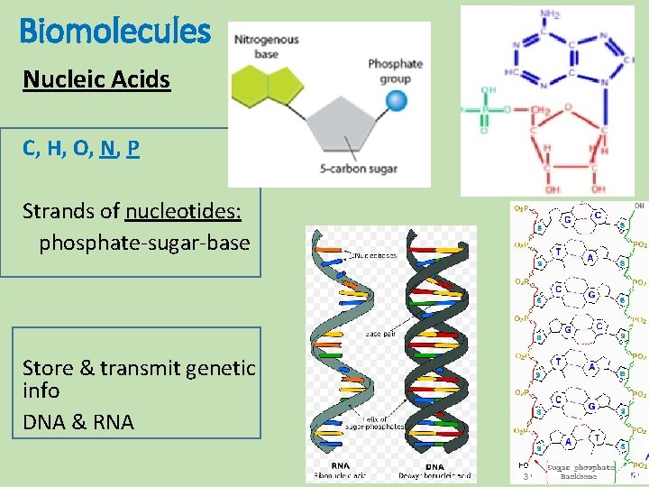 Biomolecules Nucleic Acids C, H, O, N, P Strands of nucleotides: phosphate-sugar-base Store & Biomolecules Nucleic Acids C, H, O, N, P Strands of nucleotides: phosphate-sugar-base Store &