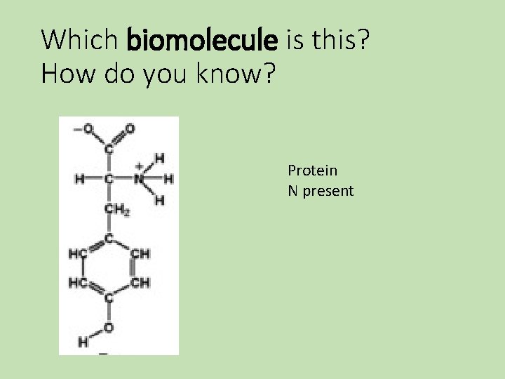 Which biomolecule is this? How do you know? Protein N present Which biomolecule is this? How do you know? Protein N present