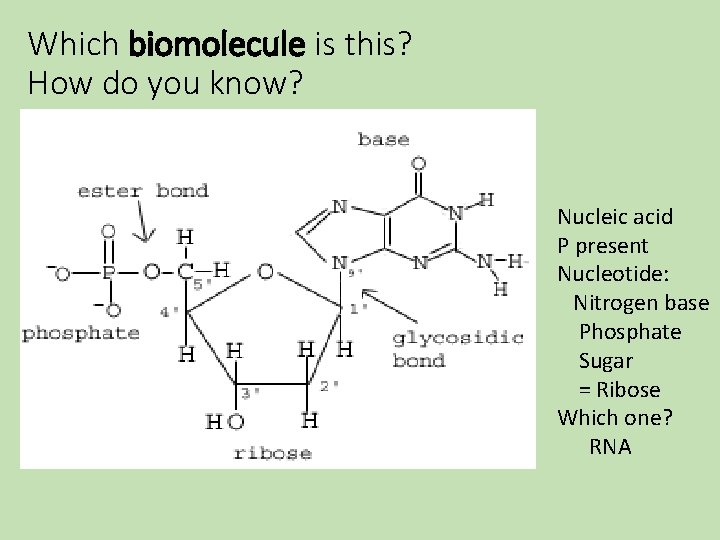 Which biomolecule is this? How do you know? Nucleic acid P present Nucleotide: Nitrogen Which biomolecule is this? How do you know? Nucleic acid P present Nucleotide: Nitrogen