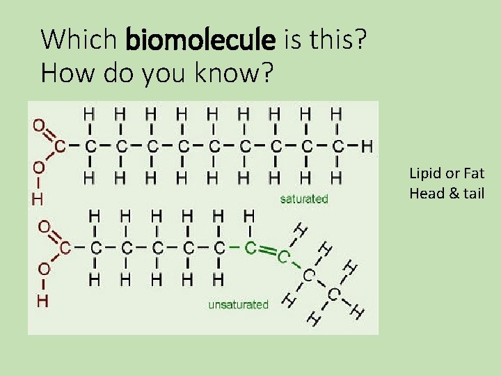 Which biomolecule is this? How do you know? Lipid or Fat Head & tail Which biomolecule is this? How do you know? Lipid or Fat Head & tail