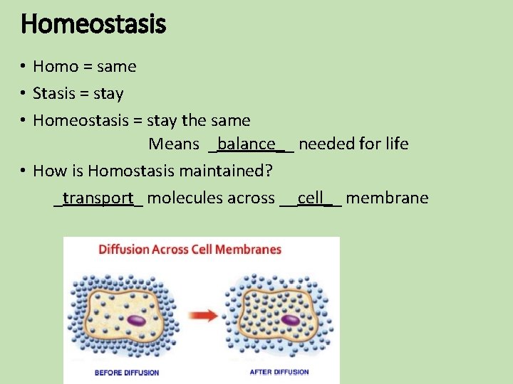 Homeostasis • Homo = same • Stasis = stay • Homeostasis = stay the Homeostasis • Homo = same • Stasis = stay • Homeostasis = stay the