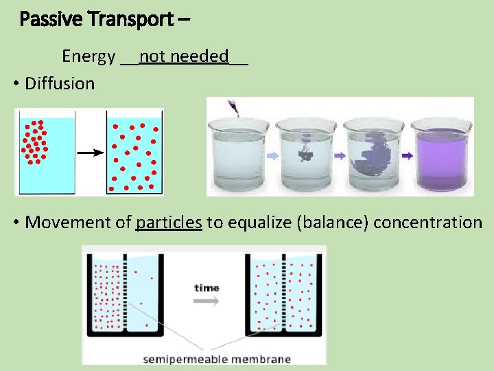 Passive Transport – Energy __not needed__ • Diffusion • Movement of particles to equalize Passive Transport – Energy __not needed__ • Diffusion • Movement of particles to equalize