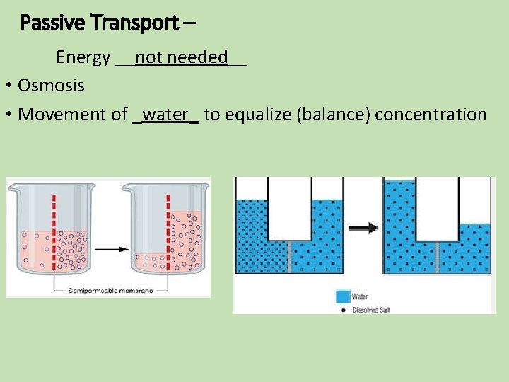 Passive Transport – Energy __not needed__ • Osmosis • Movement of _water_ to equalize Passive Transport – Energy __not needed__ • Osmosis • Movement of _water_ to equalize