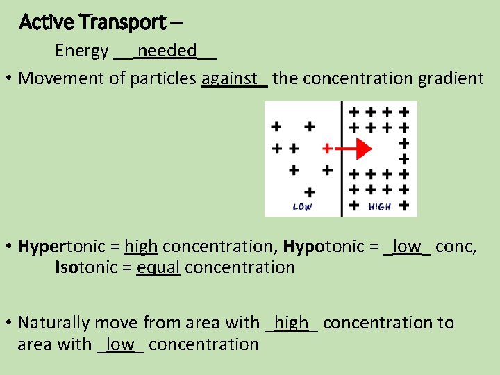 Active Transport – Energy __ needed__ • Movement of particles against_ the concentration gradient Active Transport – Energy __ needed__ • Movement of particles against_ the concentration gradient