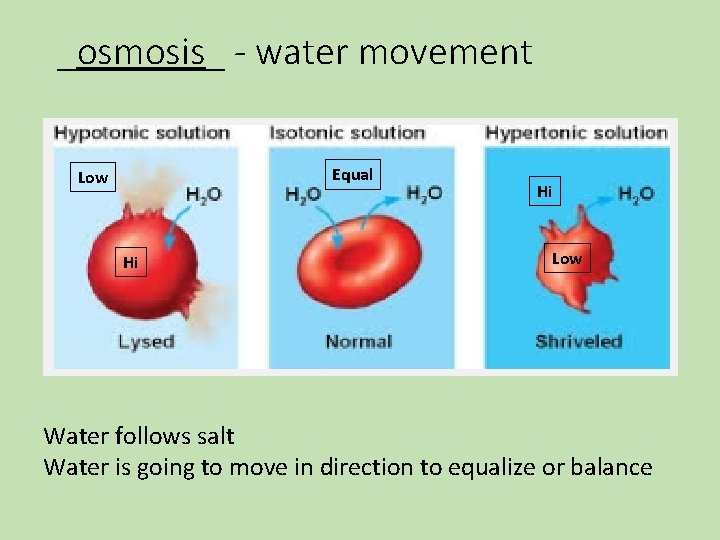 _osmosis_ - water movement Equal Low Hi Hi Low Water follows salt Water is _osmosis_ - water movement Equal Low Hi Hi Low Water follows salt Water is