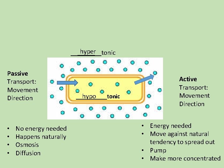 hyper _____tonic Passive Transport: Movement Direction • • No energy needed Happens naturally Osmosis hyper _____tonic Passive Transport: Movement Direction • • No energy needed Happens naturally Osmosis