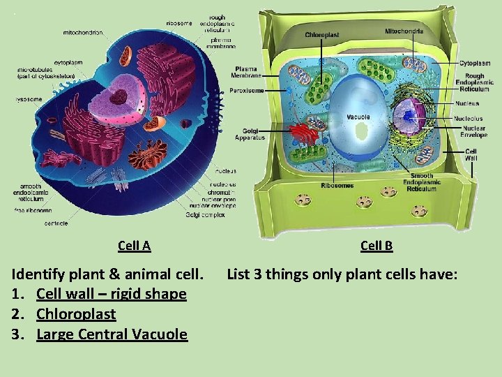 Cell A Identify plant & animal cell. 1. Cell wall – rigid shape 2. Cell A Identify plant & animal cell. 1. Cell wall – rigid shape 2.