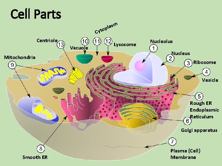 Cell Parts la top Cy Centriole Vacuole Mitochondria sm Lysosome Nucleolus Nucleus Ribosome Vesicle Cell Parts la top Cy Centriole Vacuole Mitochondria sm Lysosome Nucleolus Nucleus Ribosome Vesicle